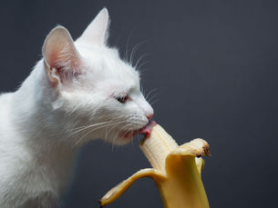 white cat eating a banana