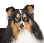 shetland sheep dog