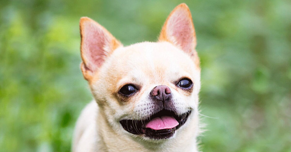 Chihuahua