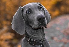Weimaraner