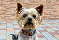 yorkie