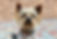 yorkie