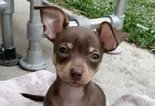 puppy