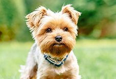 yorkie