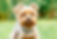 yorkie