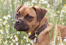 Jack Russell Terrier
Pug