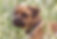 Jack Russell Terrier
Pug