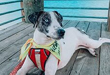 Catahoula Leopard Dog
Pit Bull Terrier