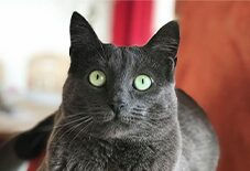 Russian Blue &
Maine Coon