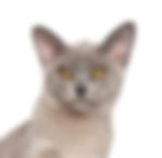 burmese
