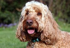 cockapoo senior