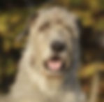 Irish Wolfhound