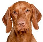 vizsla