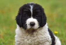 Puppy newfoundland