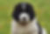 Puppy newfoundland