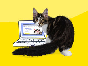  cat looking on a laptop computer, searching for insurance on pumpkin