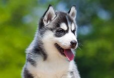 Husky