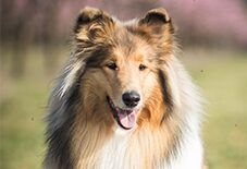 collie