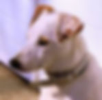 jack russell
