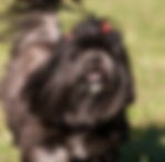 lhasa apsos