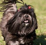 lhasa apsos