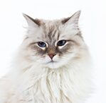 siberian cat