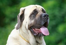 mastiff