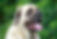 mastiff