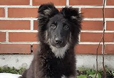 Collie
German Shepherd