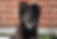 Collie
German Shepherd
