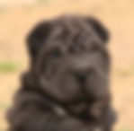 Shar-Pei