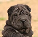 Shar-Pei