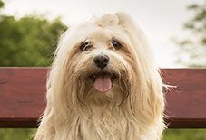 havanese