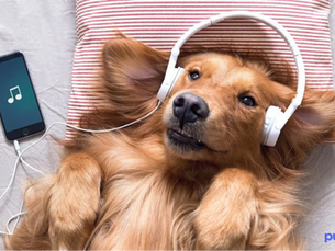 dog laying on its back listening to music with headphones