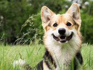 happy tan and white dog in a field of tall green grass
