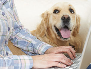 person typing on a laptop and dog watching next to them