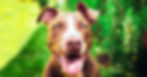 Pit Bull