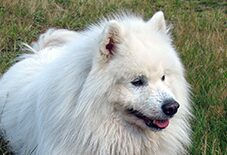 samoyed