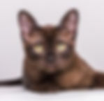 burmese
