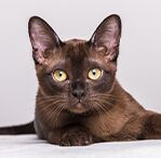 burmese
