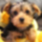 yorkie