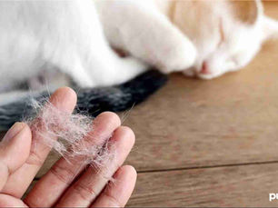cat and a human hand with shedded hair