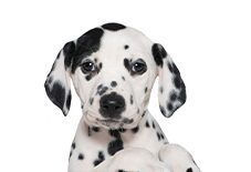 puppy dalmation