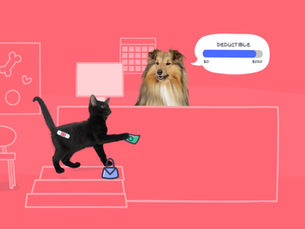 a cat paying for doctor appointment to a dog at a counter