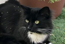 siberian cat