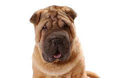 Shar-Pei