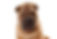 Shar-Pei