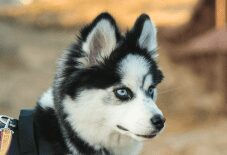 Pomeranian
Siberian Husky