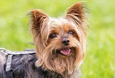 yorkie