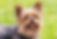 yorkie
